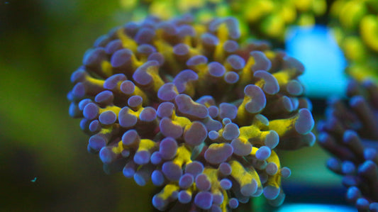 Yellow Stem Hammer