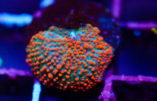 Rainbow Disco