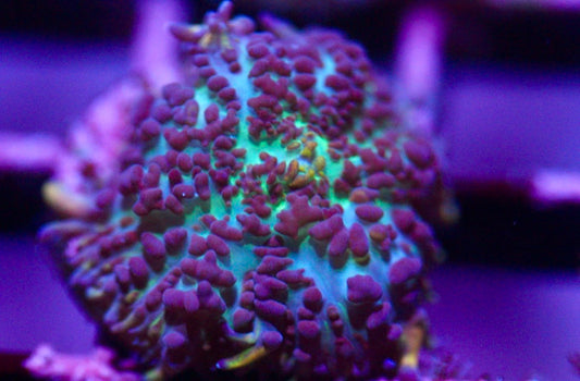 Purple Mushroom