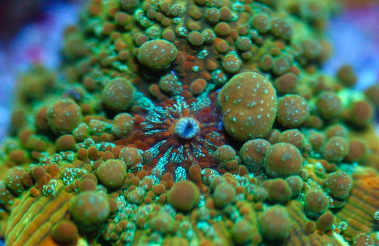 Freakshow Bounce Mushroom