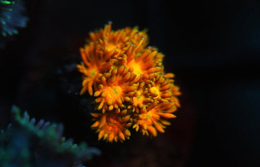 Gold/Yellow Goniopora