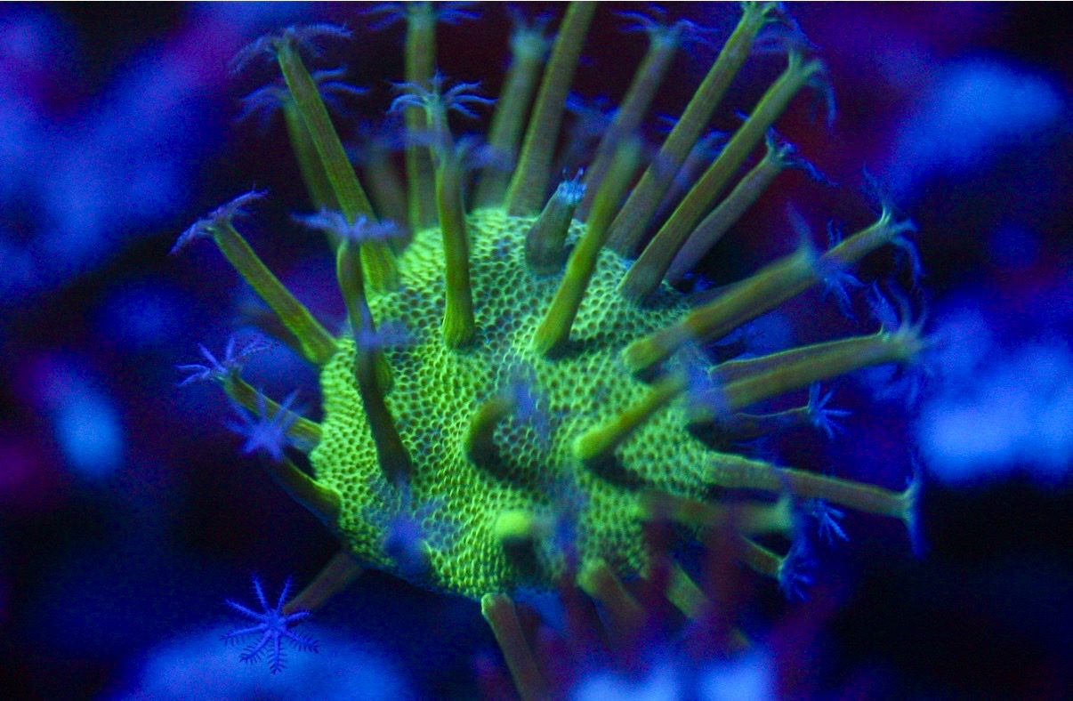 Long Polyp Leather