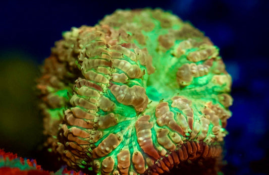 Teal Blasto