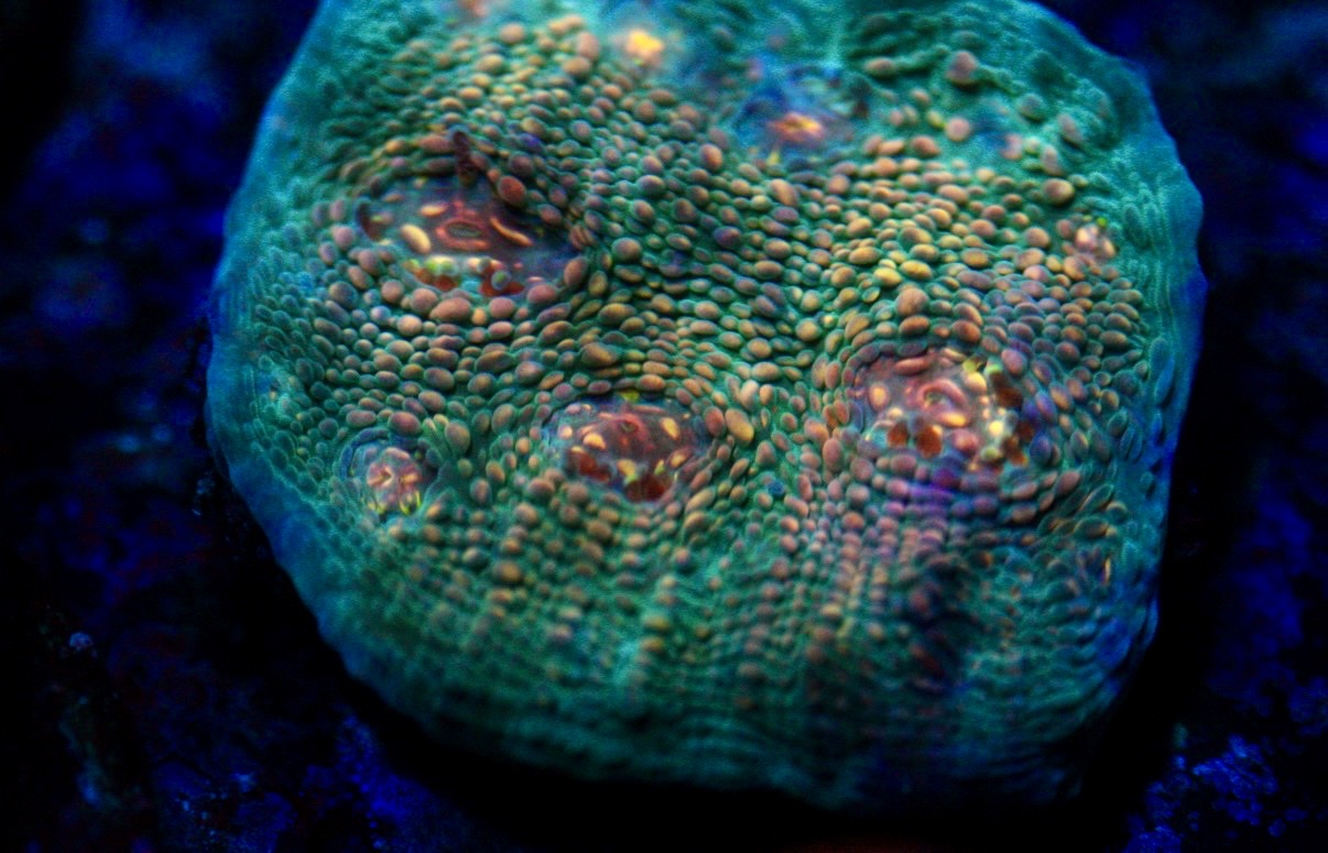 CCC Hologram Chalice