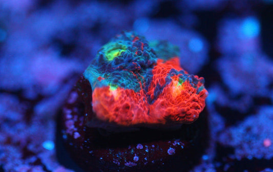 CCC Jelly Bean Chalice