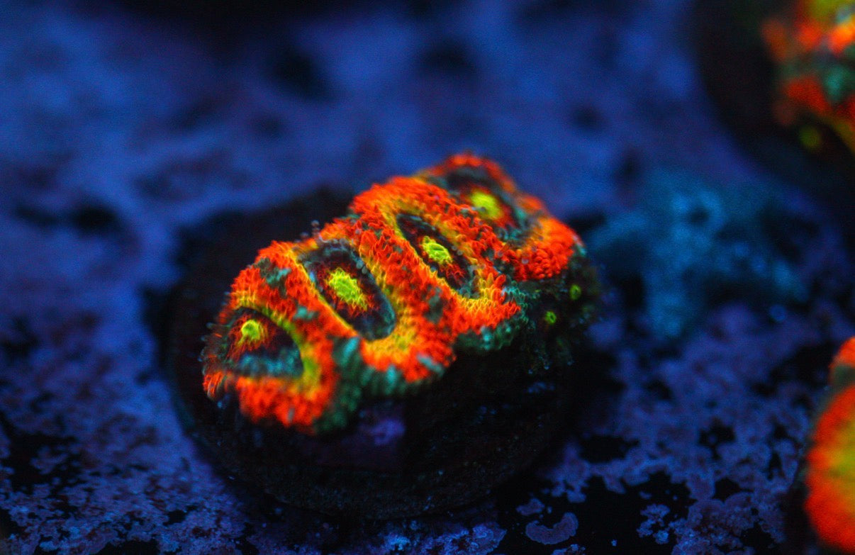 Holy Grail Micromussa