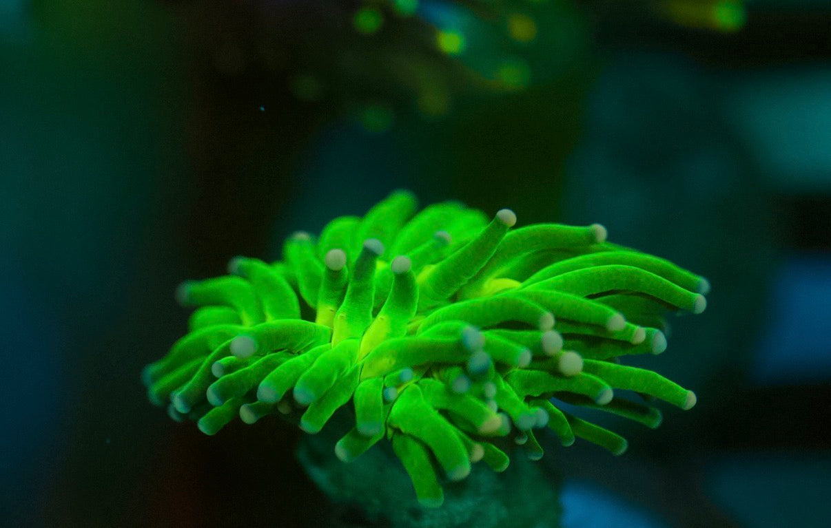Indo Green Torch