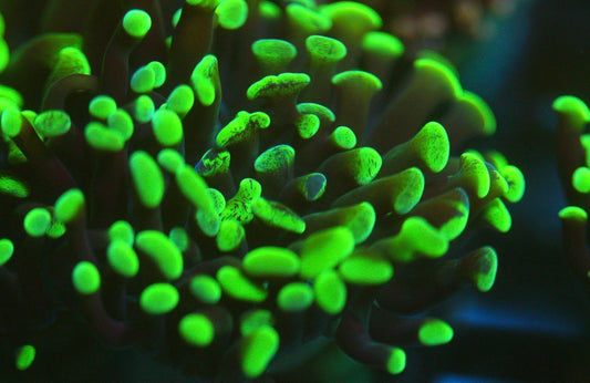 Green Hammer