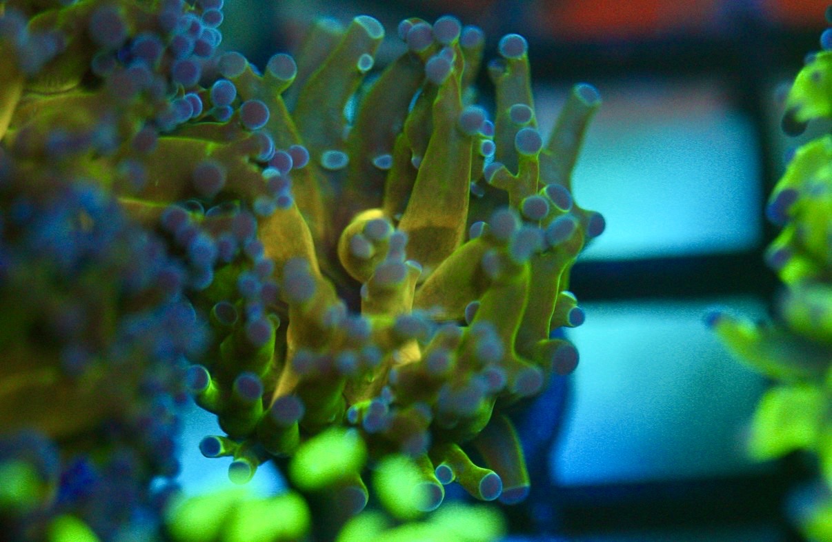 Gold Center Purple Frogspawn