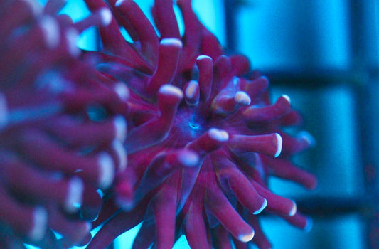 Purple Hammer