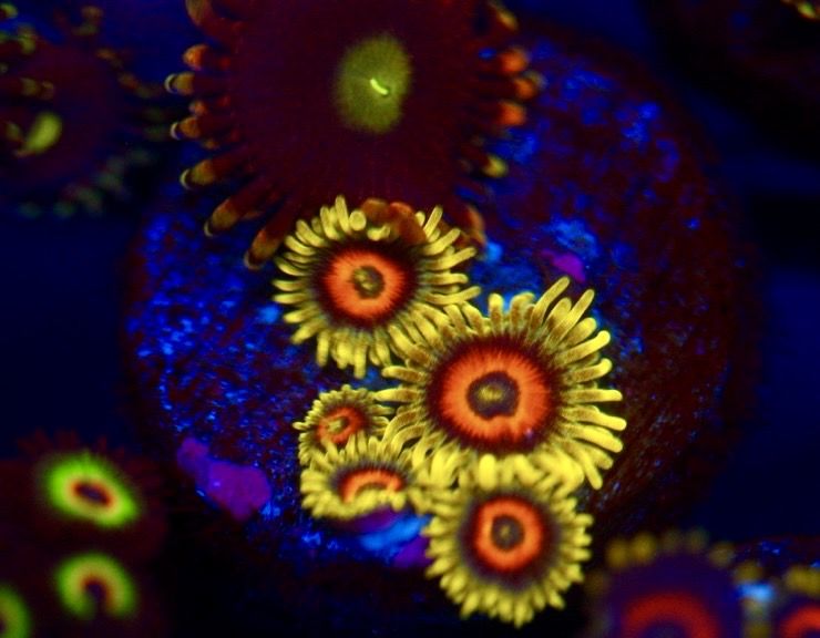 Lazy Lashes Zoa