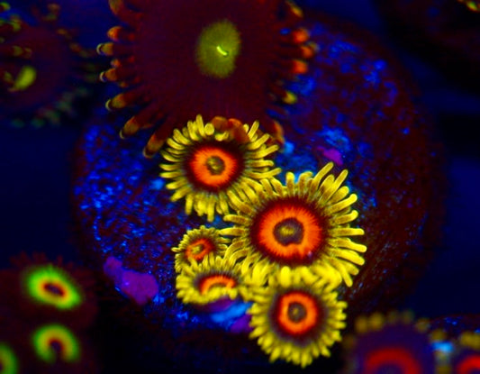 Lazy Lashes Zoa