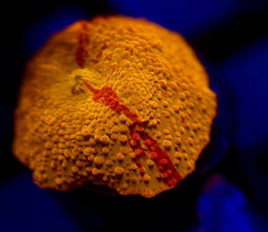 Jawbreaker Mushroom