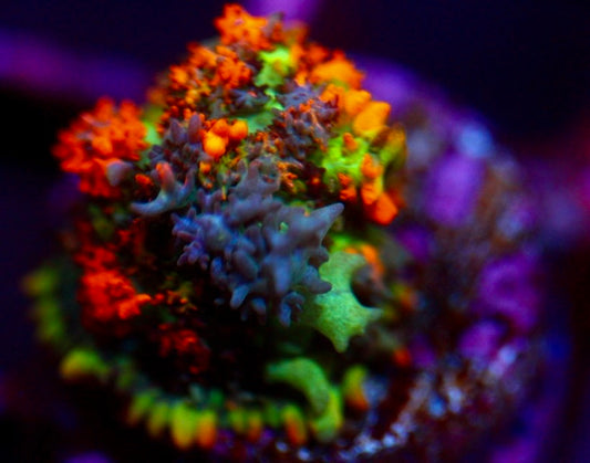 Hobbit Bounce Mushroom