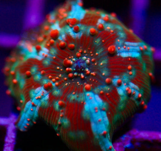 Dragon Lady Bounce Mushroom