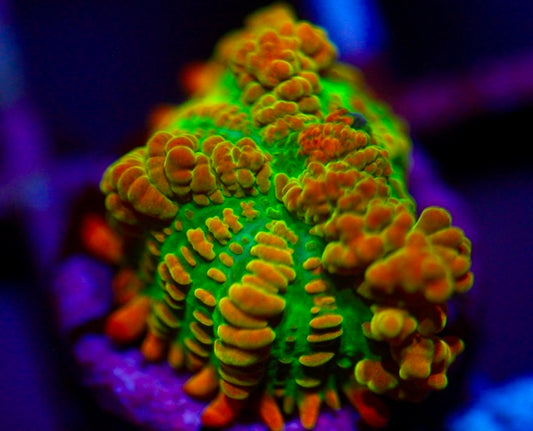 Bouncing Tequila Sunrise Mushroom