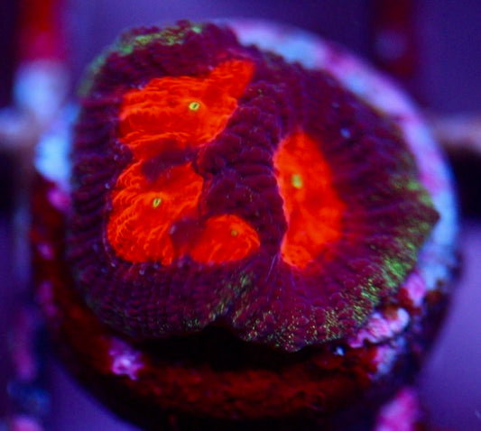 Red Eye Favia