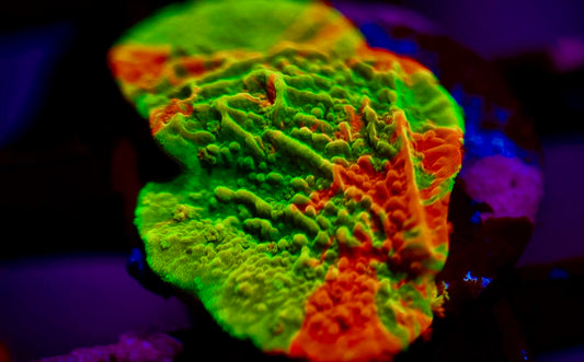 Grafted Montipora
