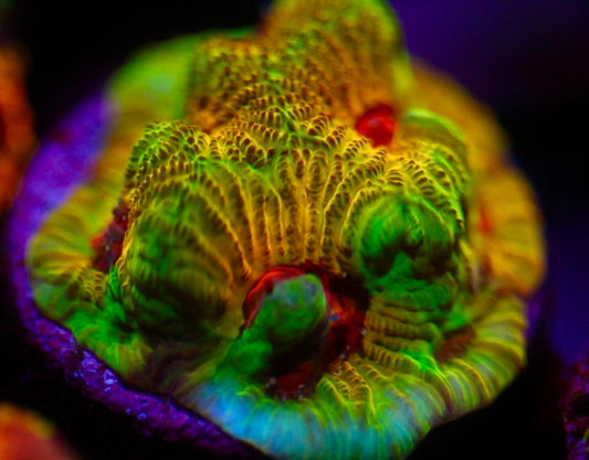 Fascination Favia