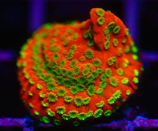Sunset Montipora