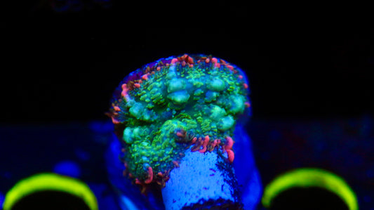 Frankenstein Mushroom (WYSIWYG)