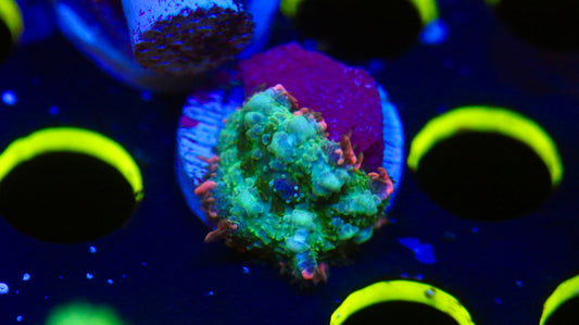 Frankenstein Mushroom (WYSIWYG)