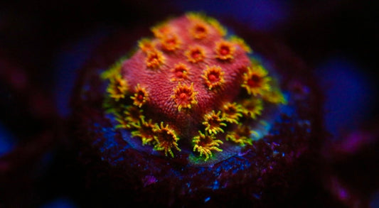 Firewalker Cyphastrea