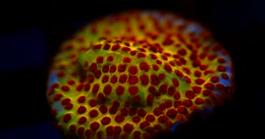 Burning Banana Stylocoeniella