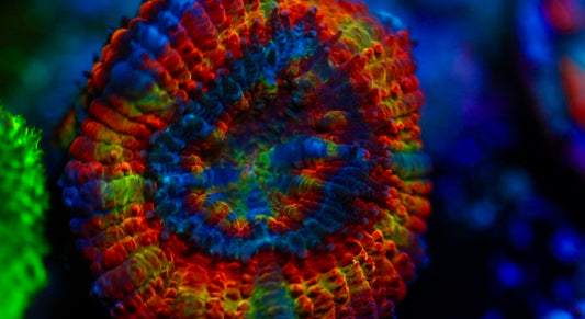 Rainbow Acan