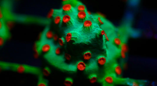 Meteor Shower Cyphastrea