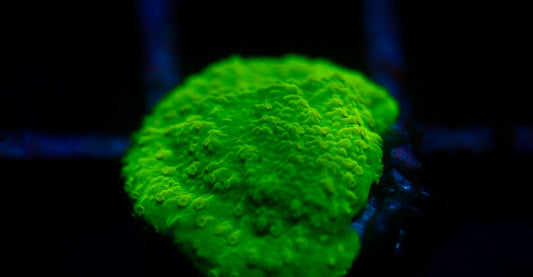 Tyree Toxic Green Aequituberculata Monti