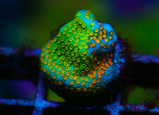 Grafted Rainbow Monti