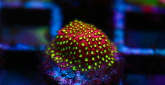 WWC Electric Daisy Stylocoeniella