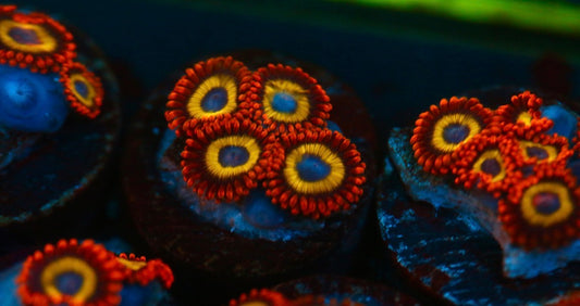 Fruit Loops Zoa