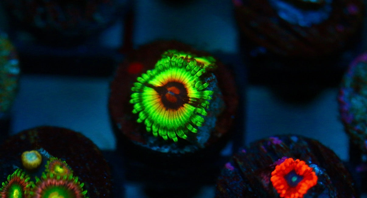 Bloodshot Zoa