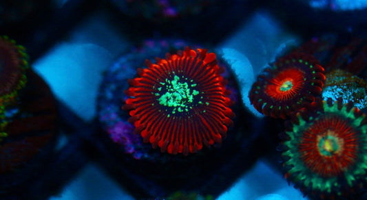 Magician Zoa