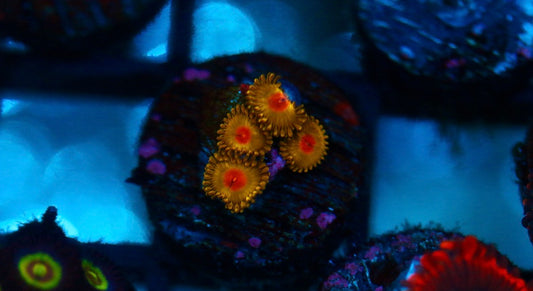 Golden Kiwi Zoa