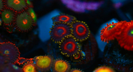 Eagle Eye Zoa