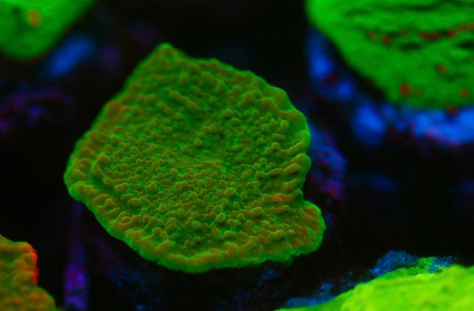 Green Montipora