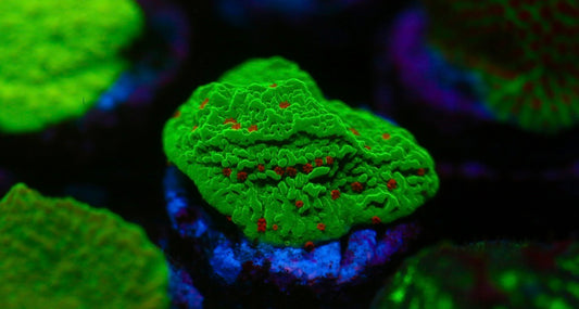 Seasons Greeting Montipora