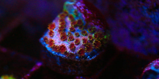 Skittlez Bomb Cyphastrea