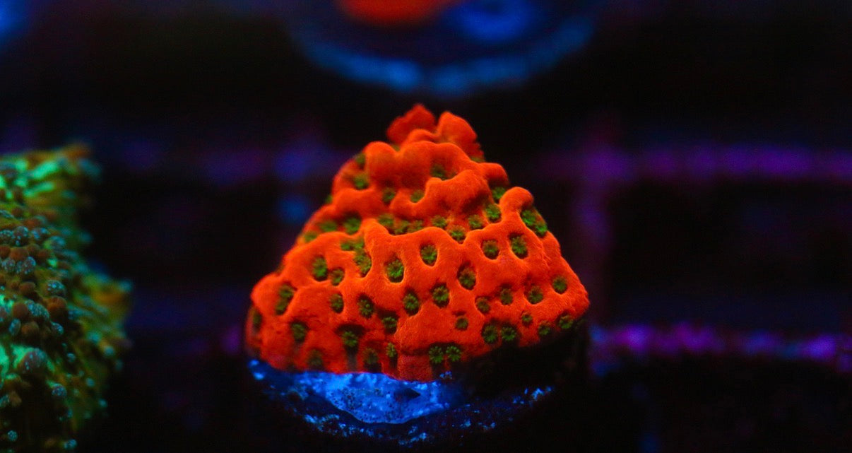 Tropical Thunder Montipora