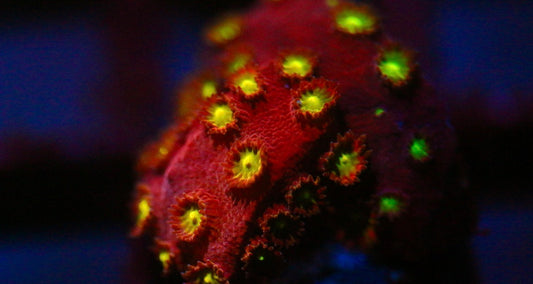Bling Bling Cyphastrea