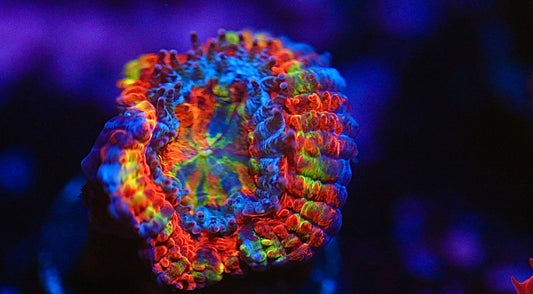 CCC Rainbow Acan