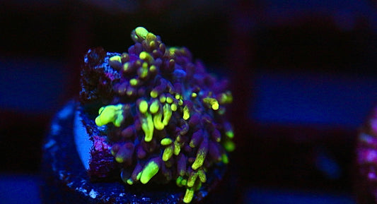 Vietnam Hairy Mushroom