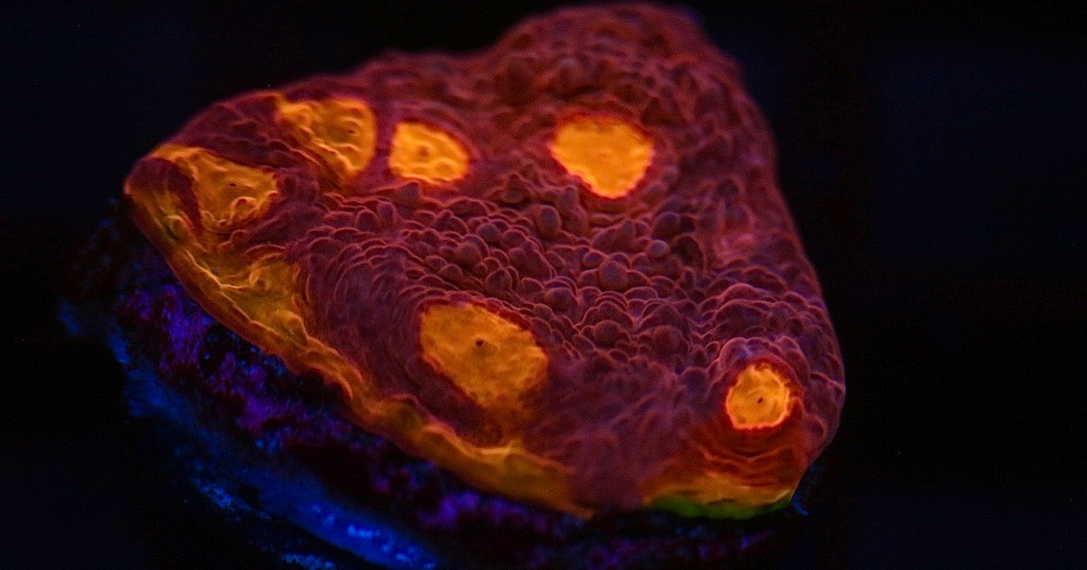 Pink Rainbow Chalice