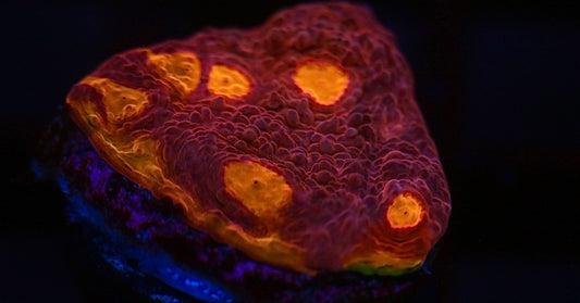 Pink Rainbow Chalice