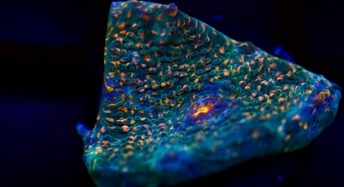 CCC Hologram Chalice