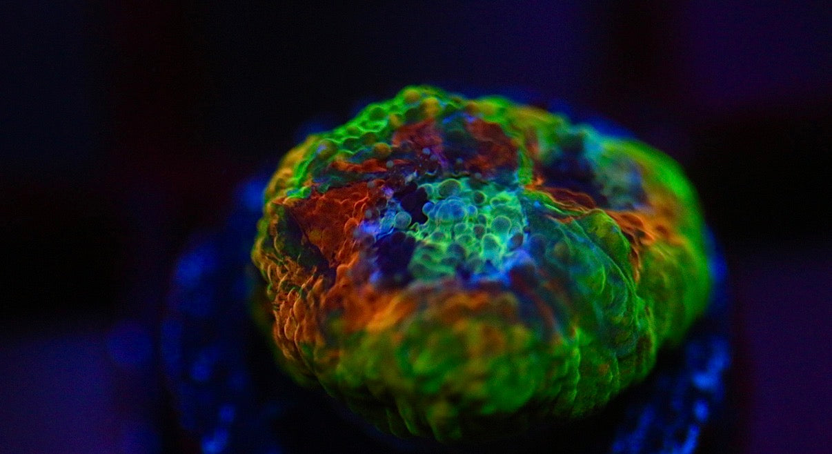 CCC Grafted Echinata