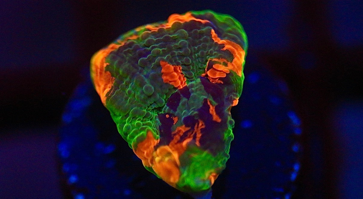 CCC Grafted Echinata